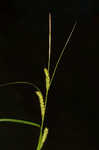 Hairyfruit sedge